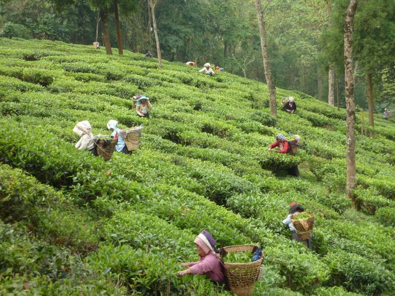 インドのダージリン　茶摘み風景